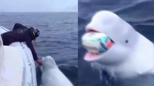 白鲸视频,揭秘海洋巨兽的神秘世界